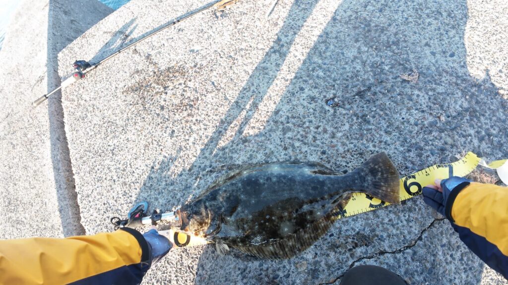 ③白灯台で釣りあげたヒラメ